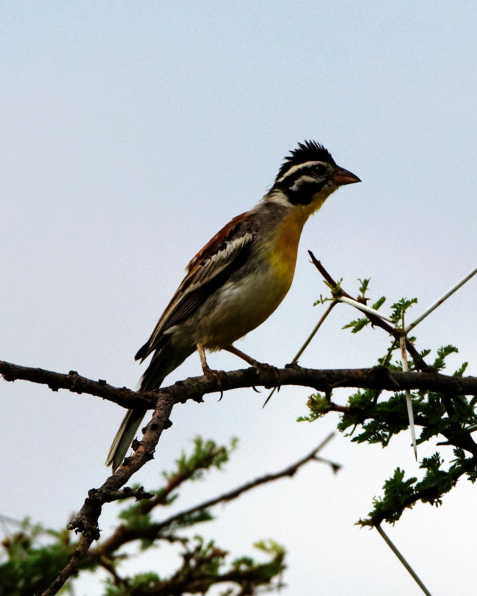 Somali Bunting - Peder Svingen