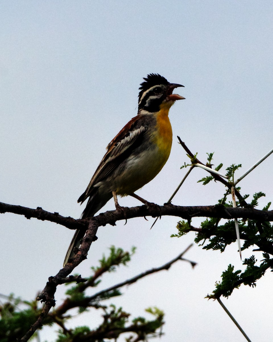 Somali Bunting - Peder Svingen