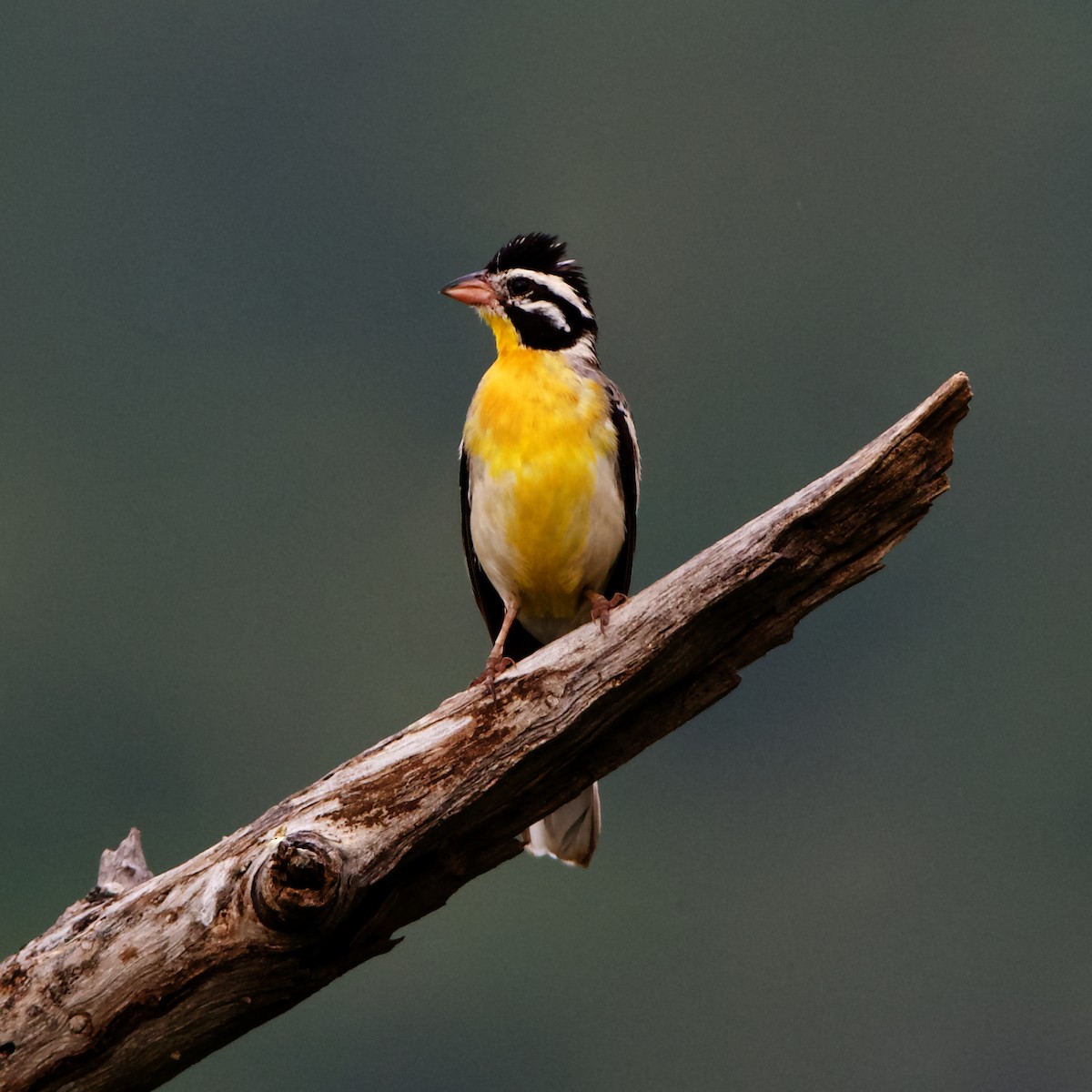 Somali Bunting - ML212091941