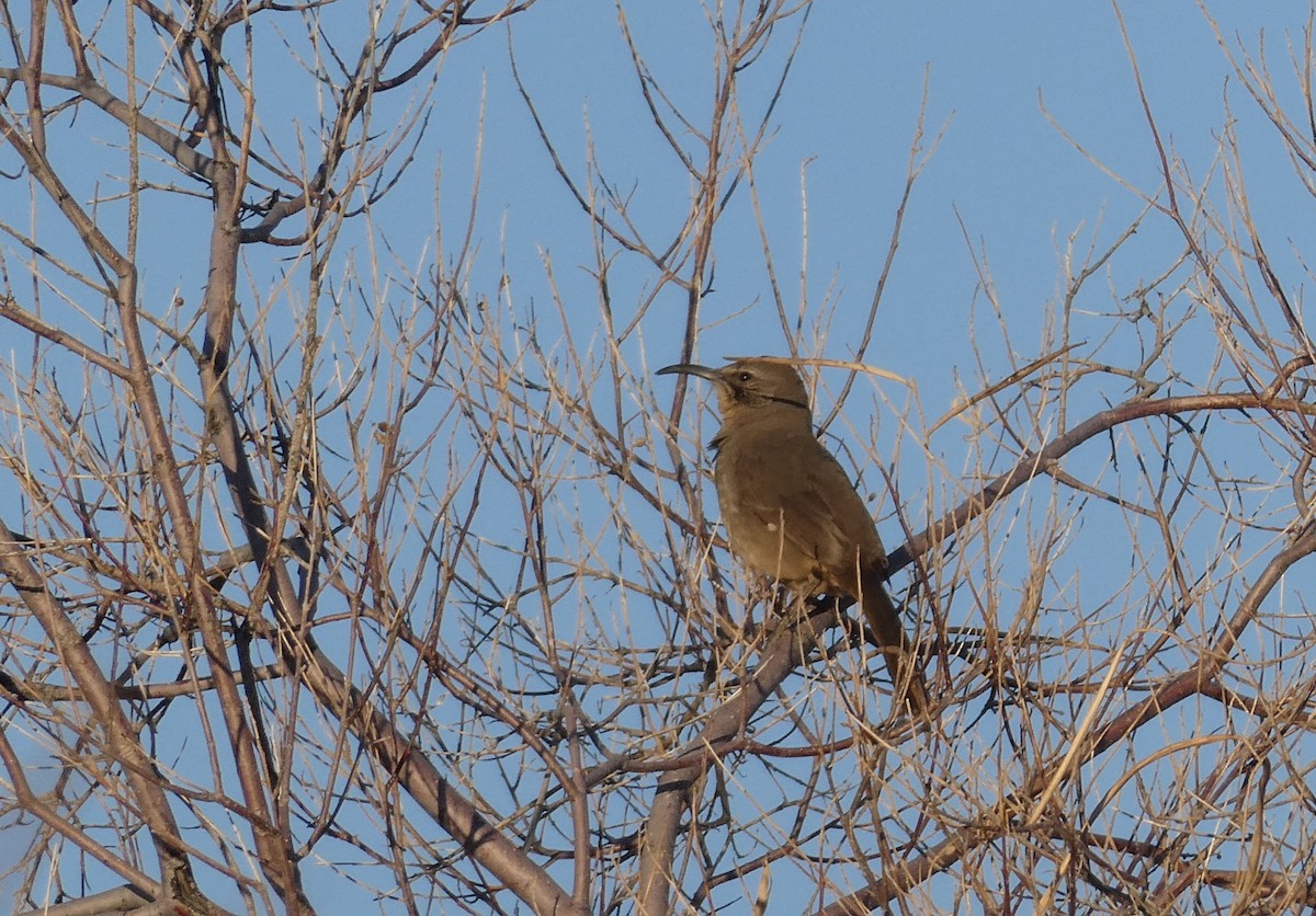 California Thrasher - ML212092131