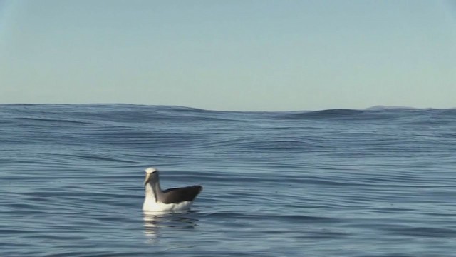 Salvin's Albatross - ML212092281