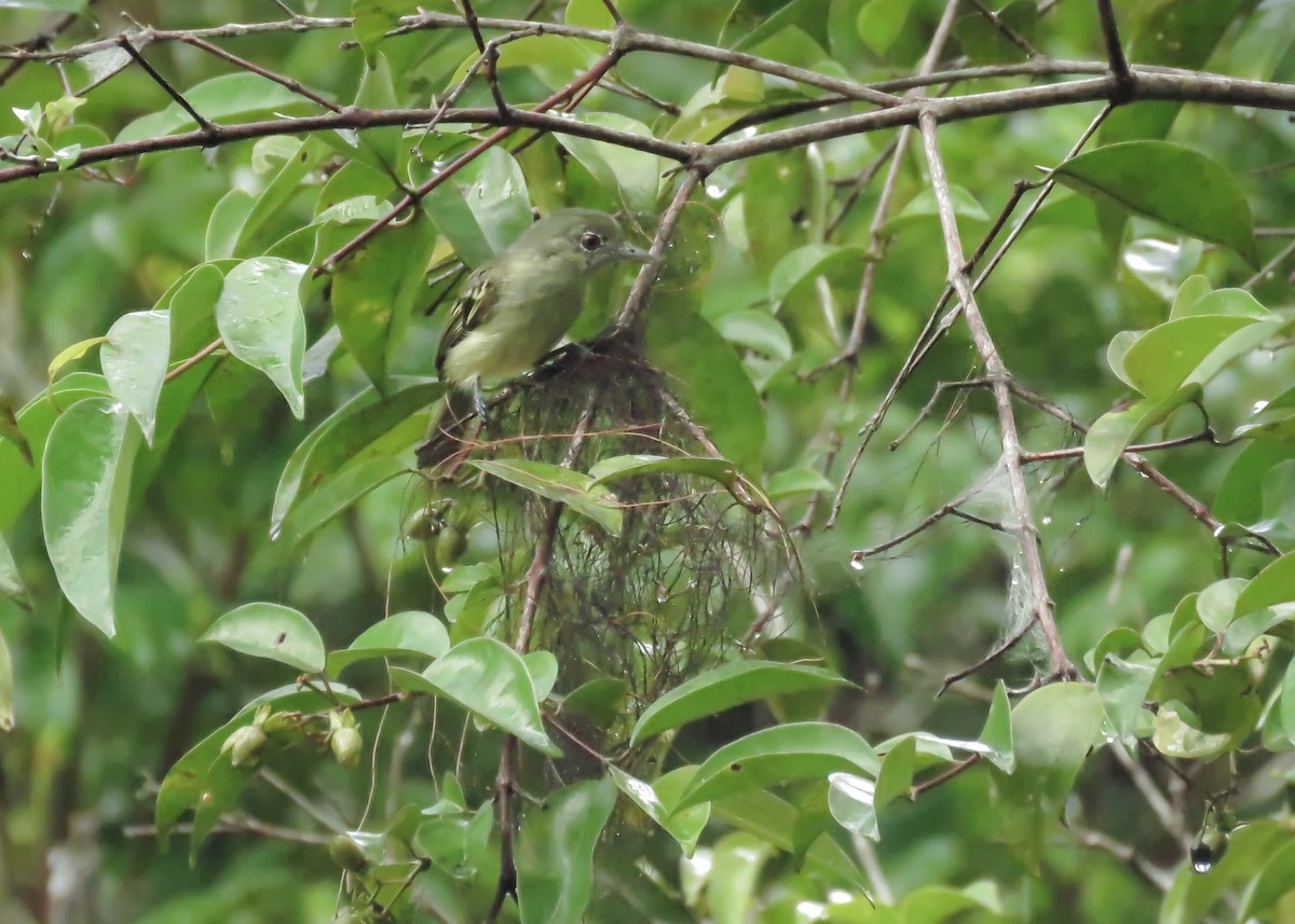 Yellow-margined Flatbill (examinatus) - ML212092351