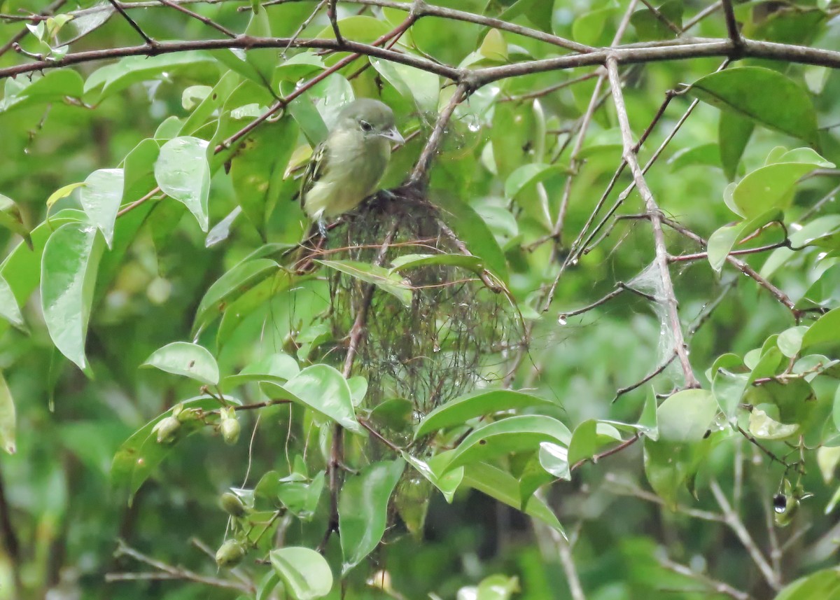 Yellow-margined Flatbill (examinatus) - ML212092361