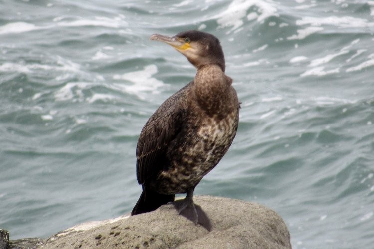 Great Cormorant - Larry Neily