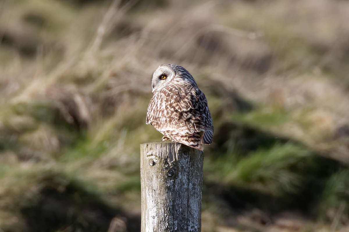 Short-eared Owl - ML212095471