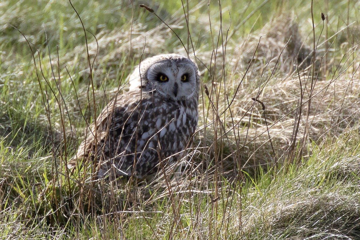 Short-eared Owl - ML212095491