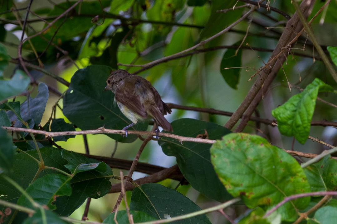 Fulvous-crowned Scrub-Tyrant - ML212098241