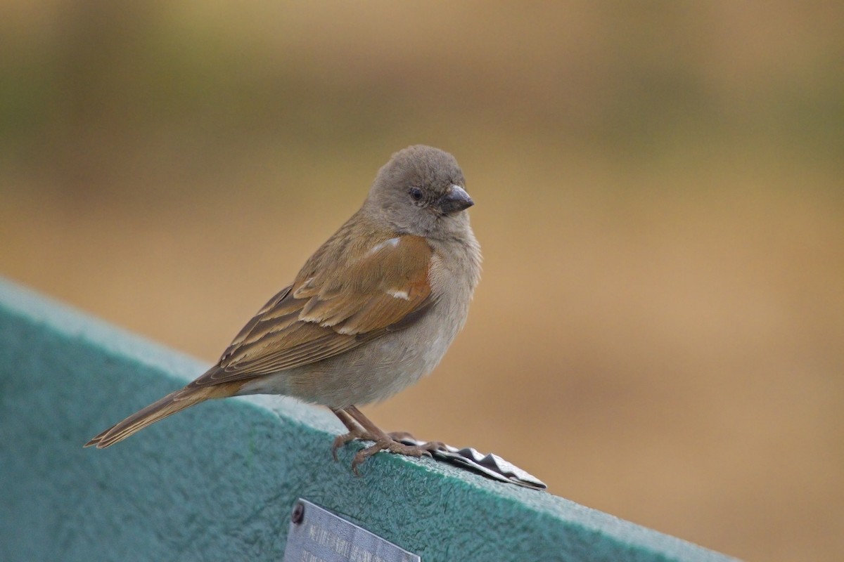 Southern Gray-headed Sparrow - ML212098461
