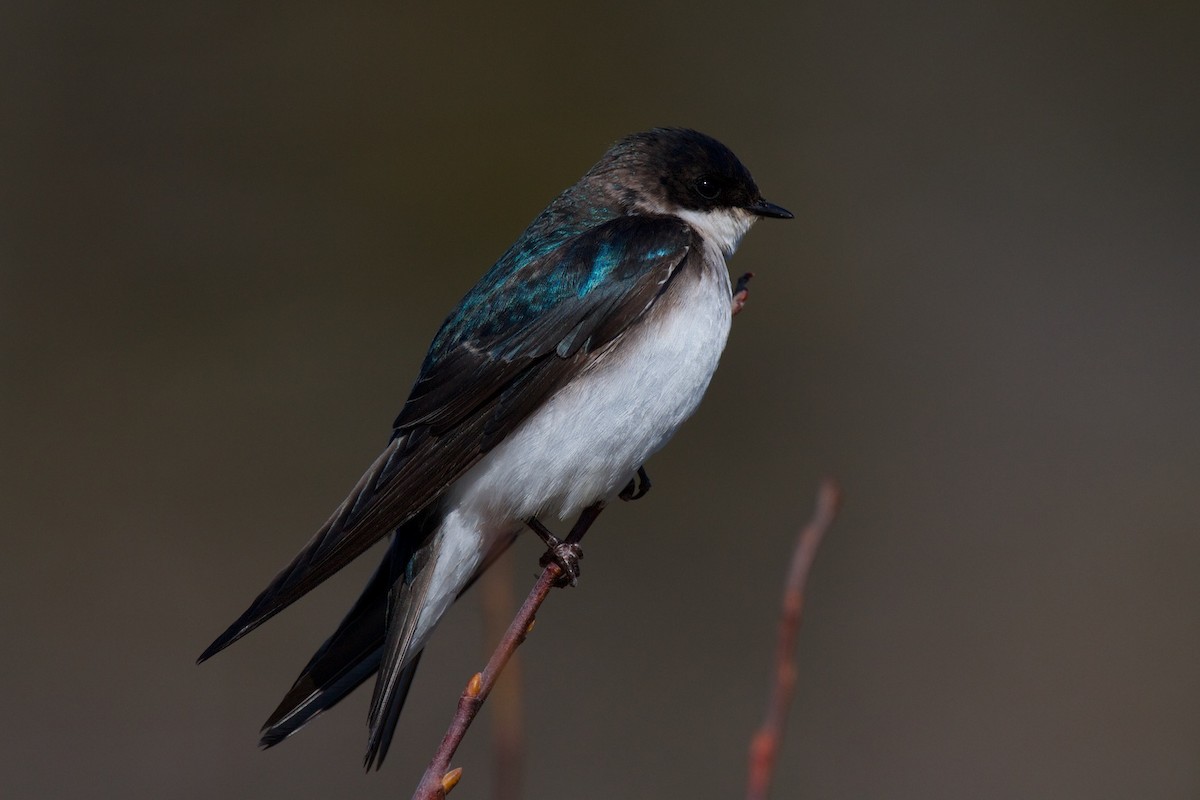 Tree Swallow - ML212098811