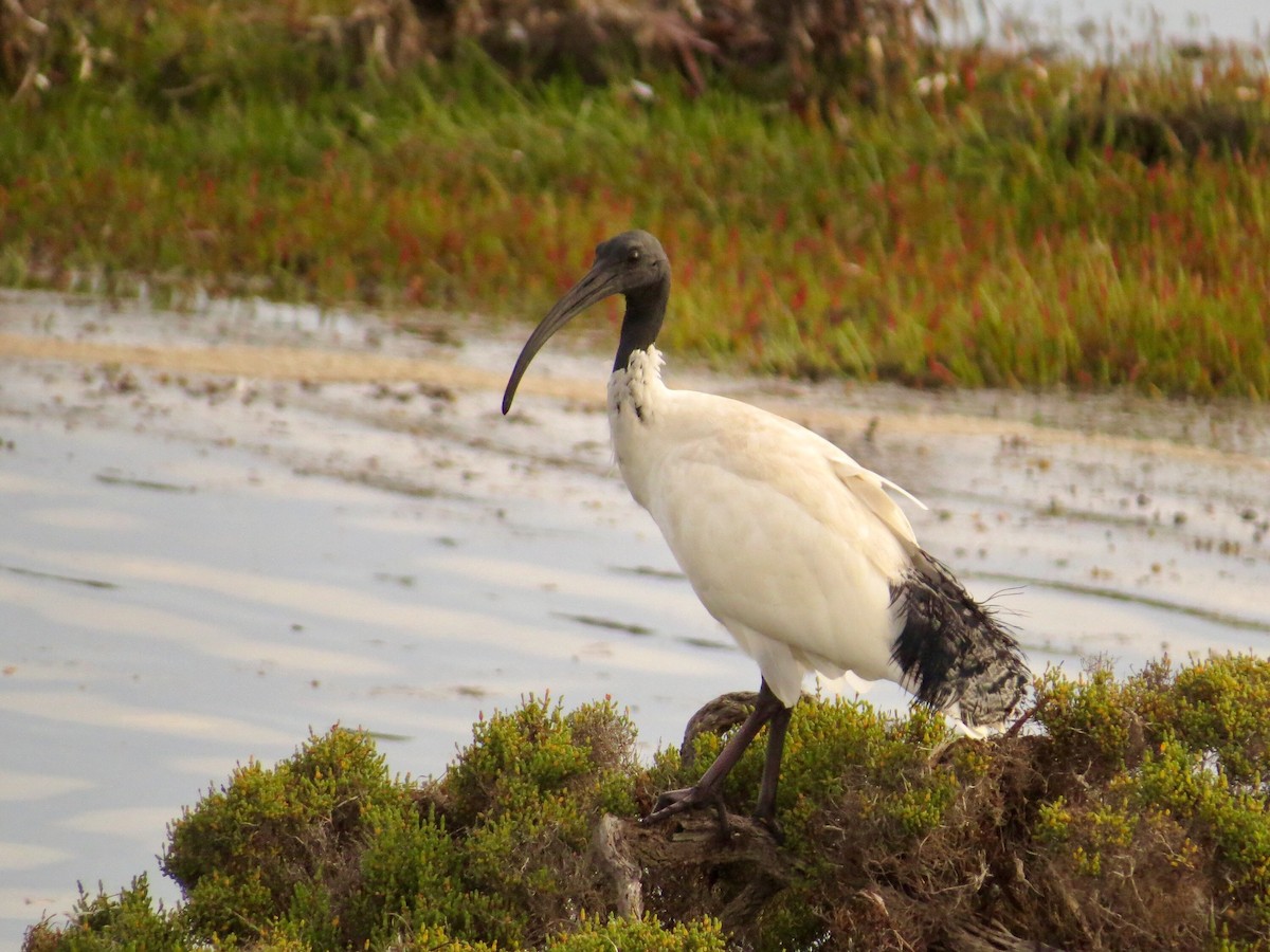 Ibis à cou noir - ML212101781