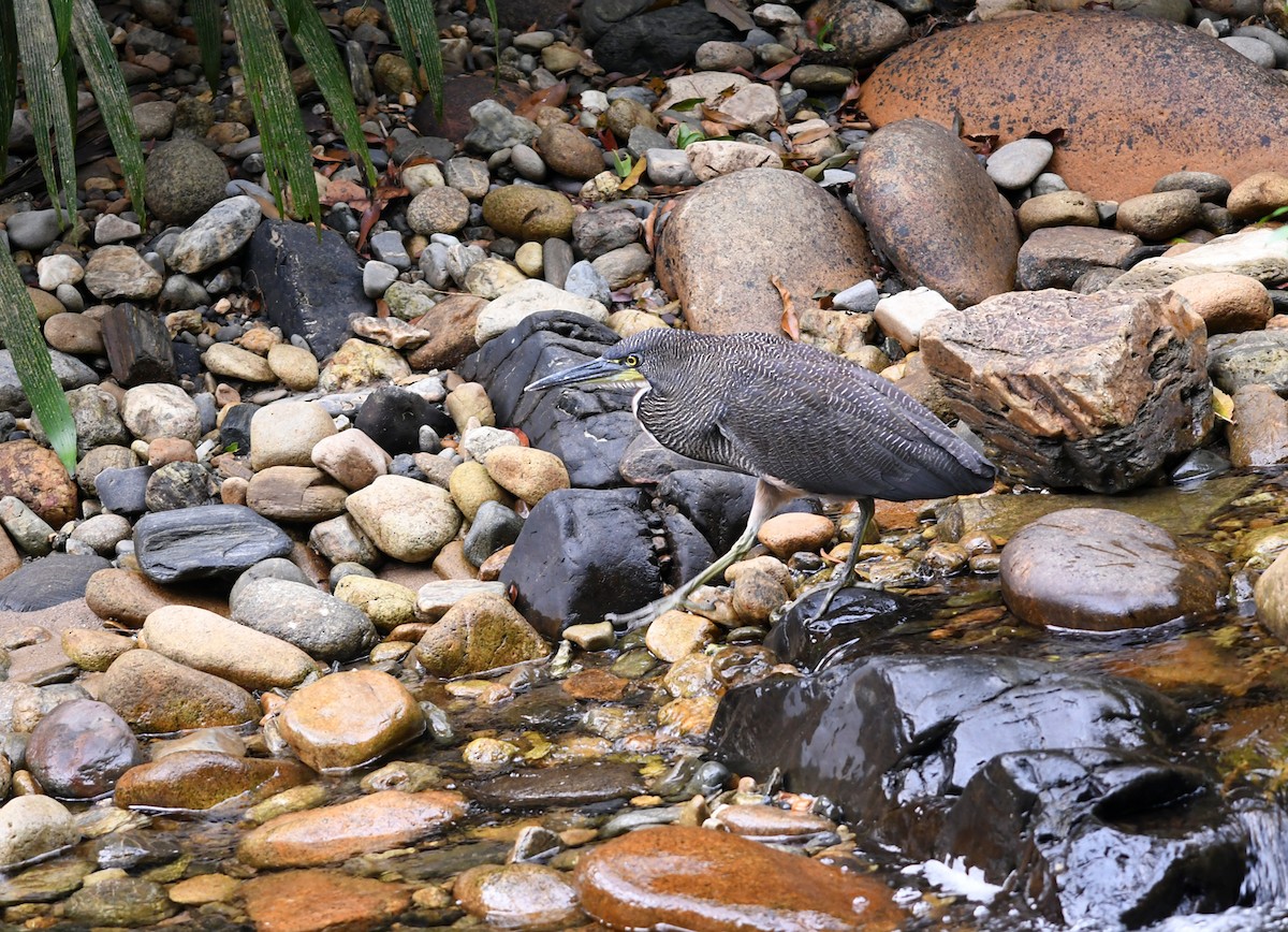 Fasciated Tiger-Heron - Joshua Vandermeulen