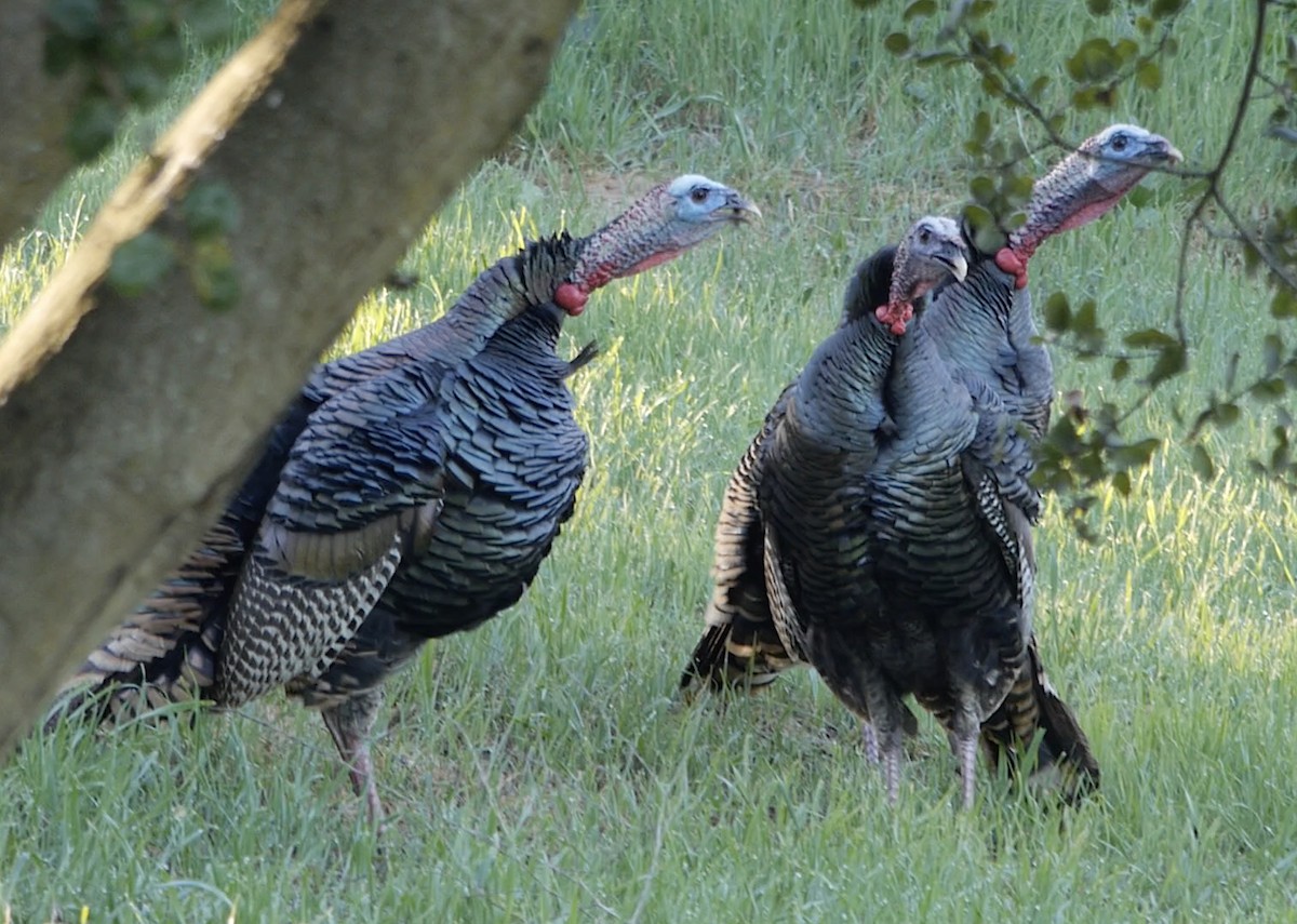 Wild Turkey - ML212103271