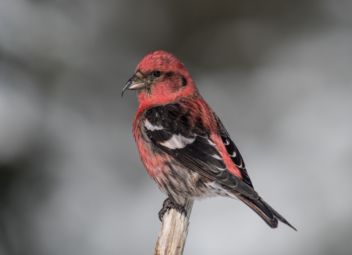 White-winged Crossbill - ML212104981