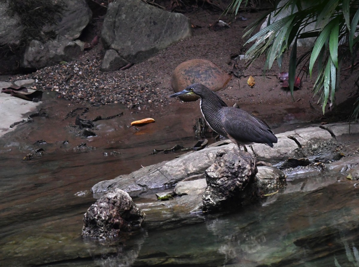 Fasciated Tiger-Heron - Joshua Vandermeulen