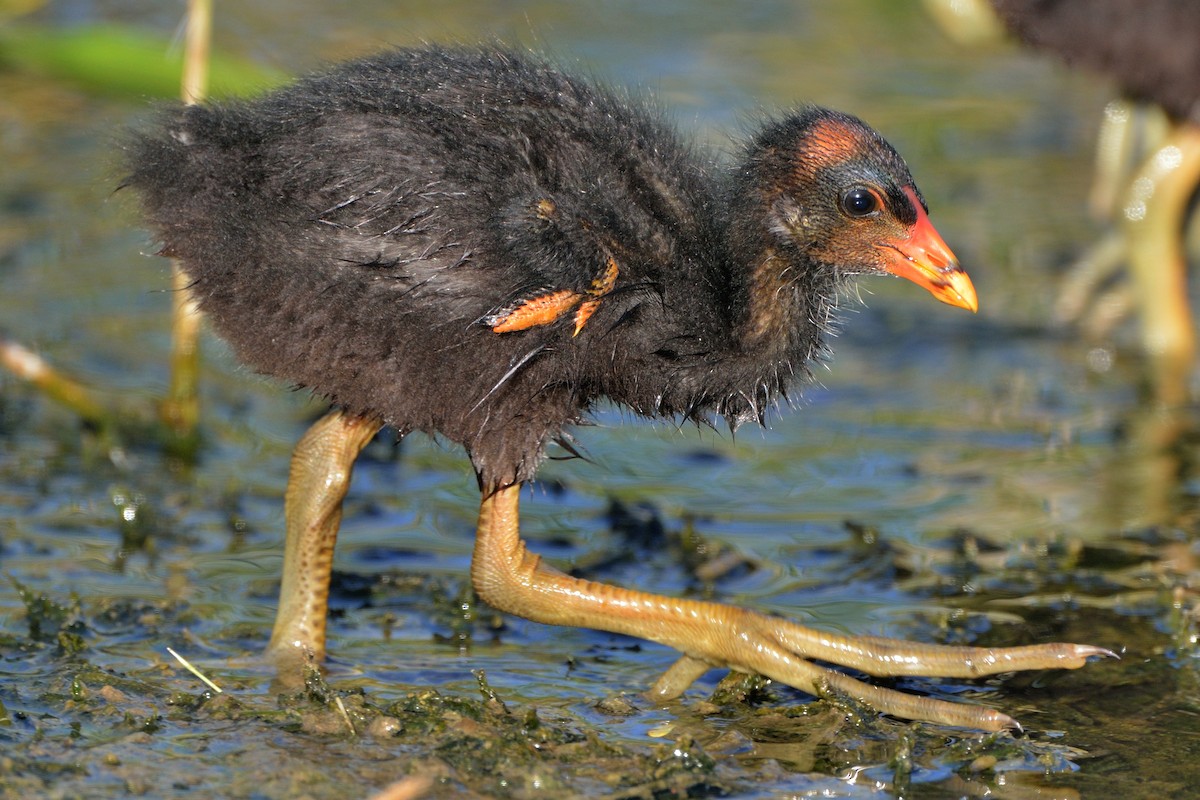 Common Gallinule - Michiel Oversteegen