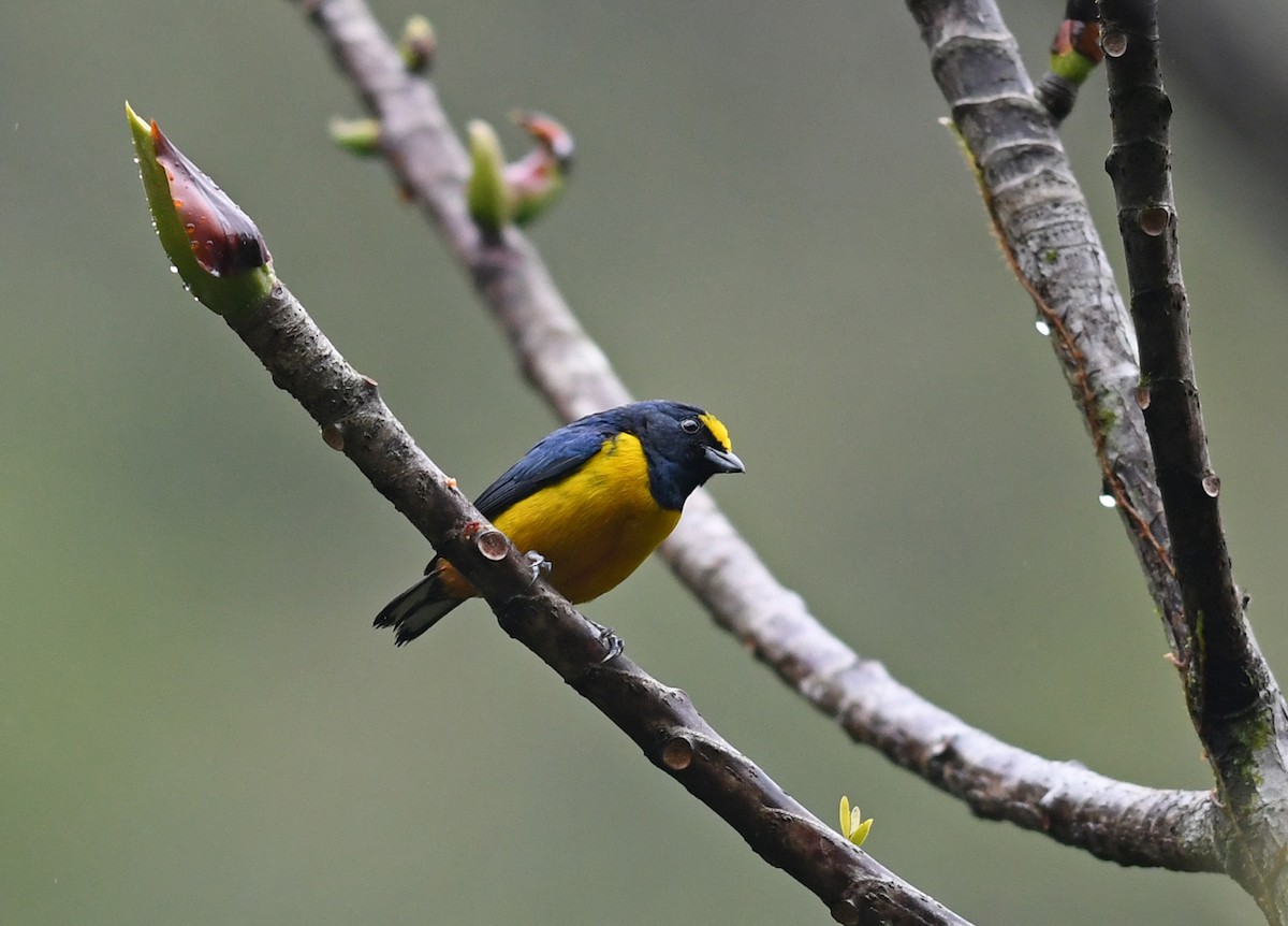 Fulvous-vented Euphonia - Joshua Vandermeulen