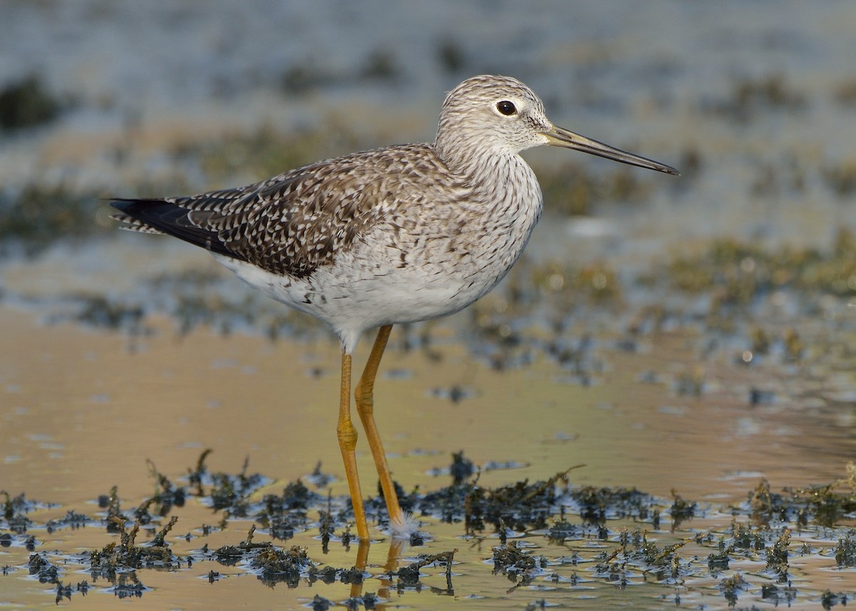 Greater Yellowlegs - ML212108271