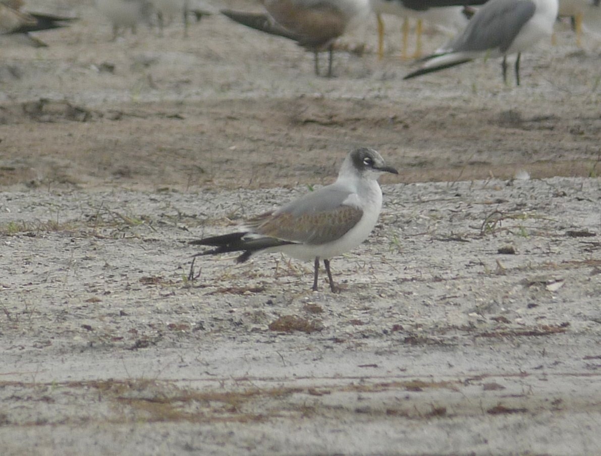 Franklin's Gull - ML21210871