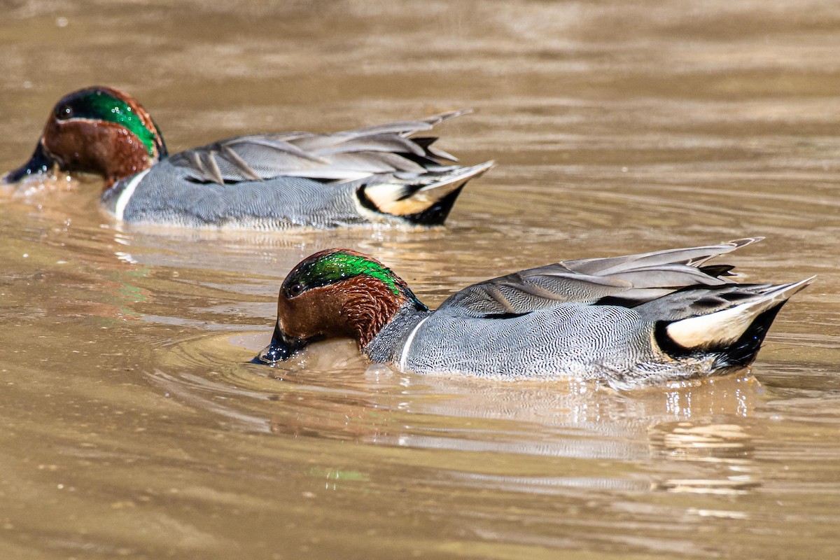 Green-winged Teal - ML212110991