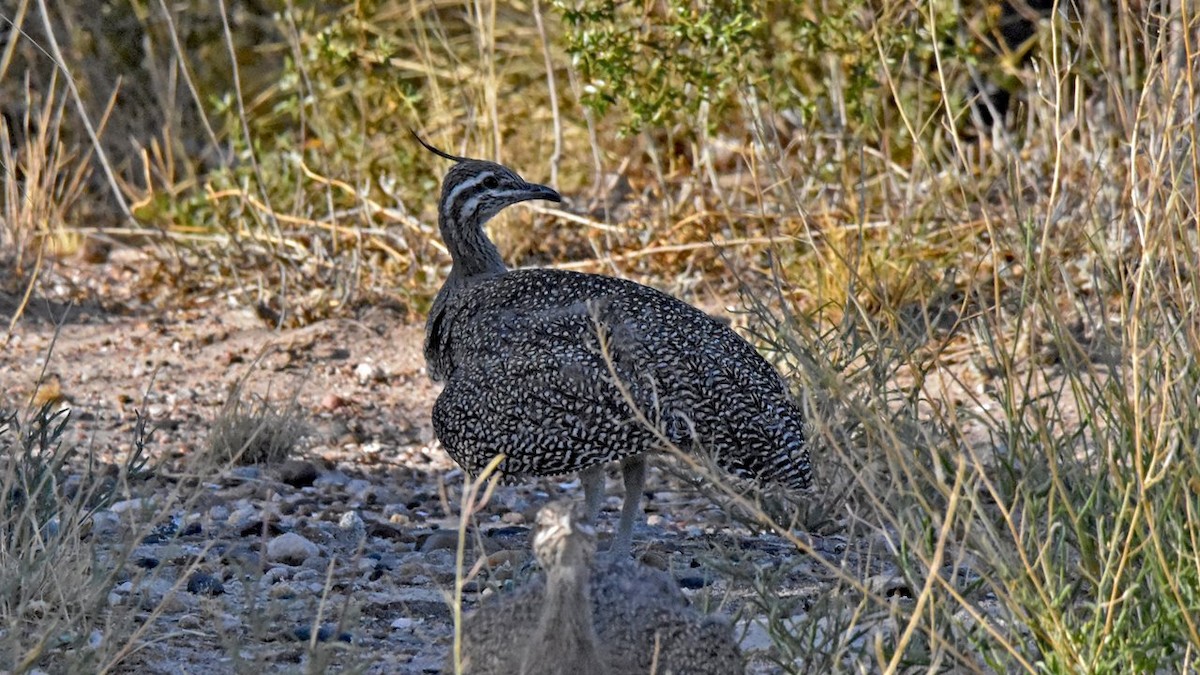 Elegant Crested-Tinamou - Carlos De Biagi