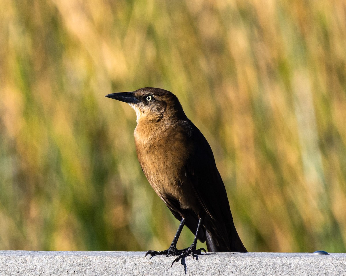 Great-tailed Grackle - ML212113081