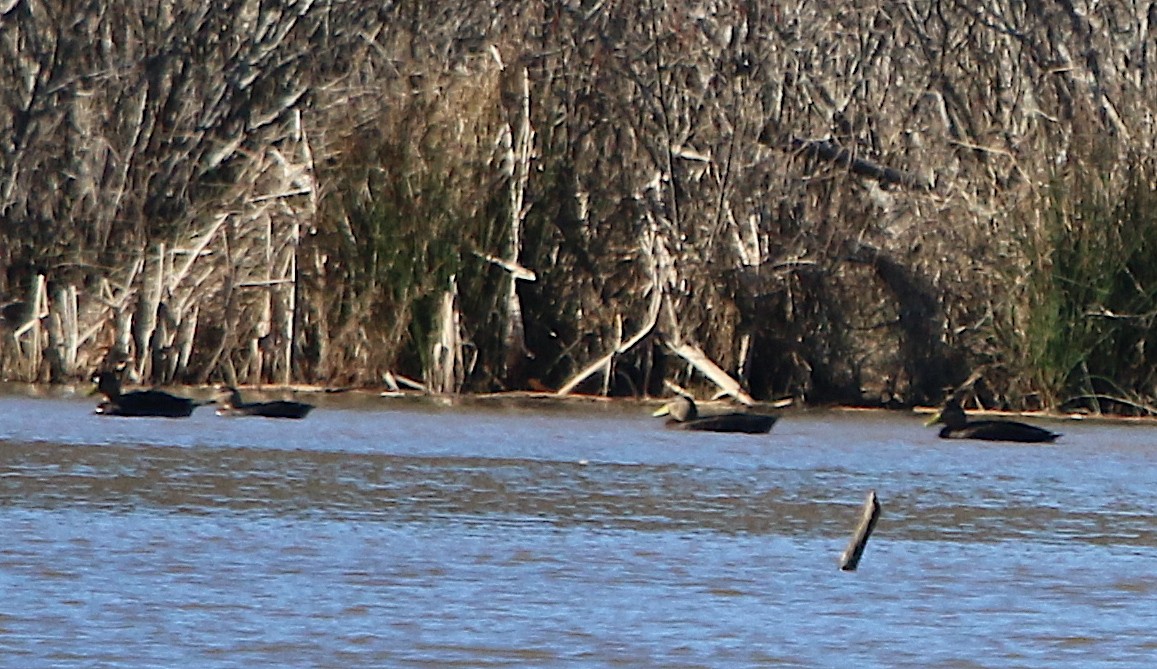 American Black Duck - ML212113201