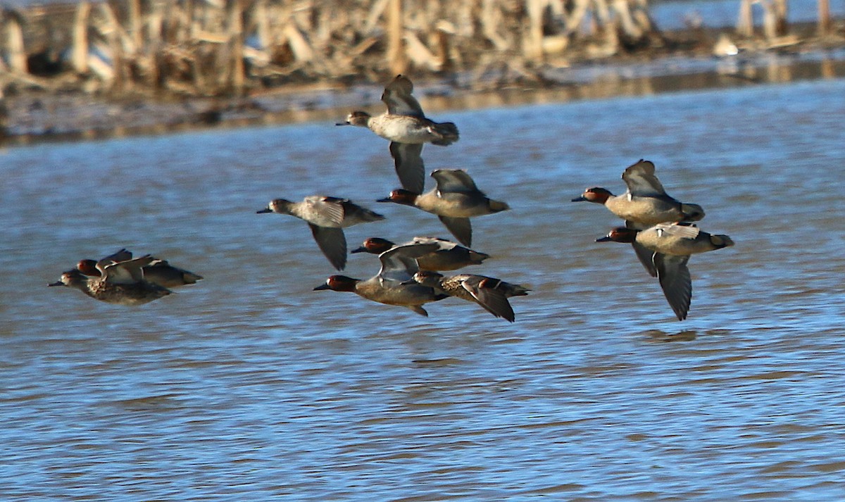 Green-winged Teal - ML212113241