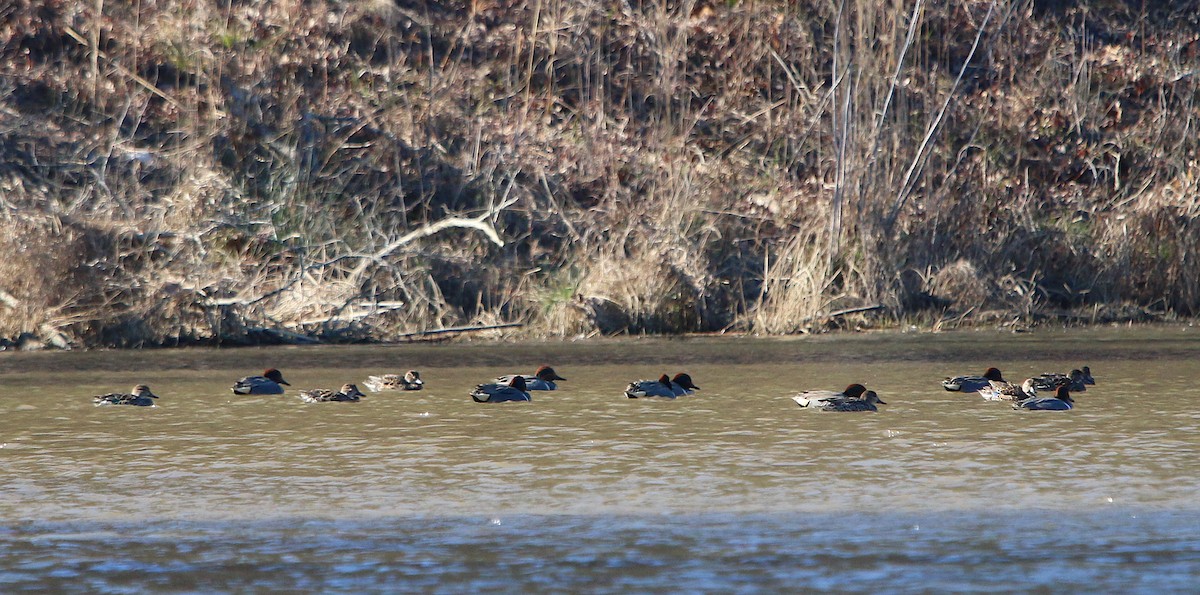 Green-winged Teal - ML212113251