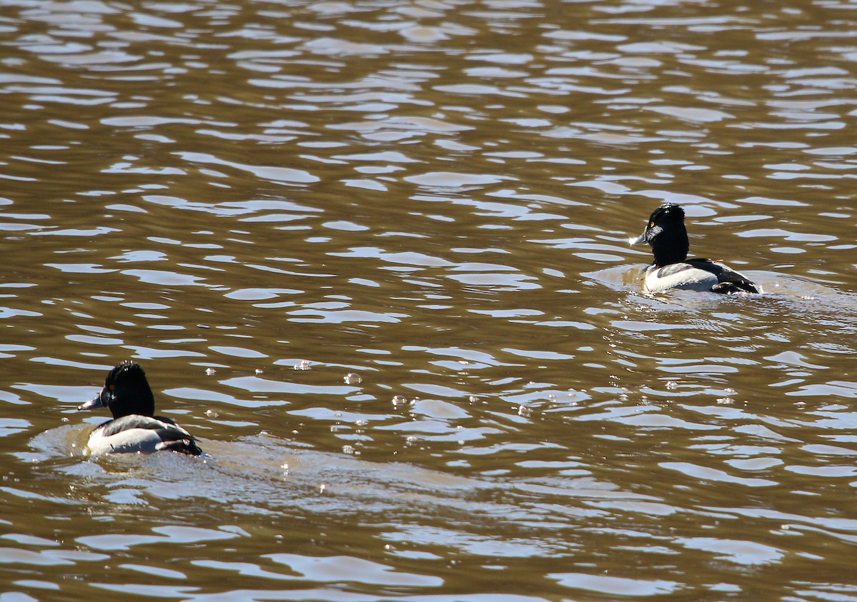 Ring-necked Duck - ML212113301