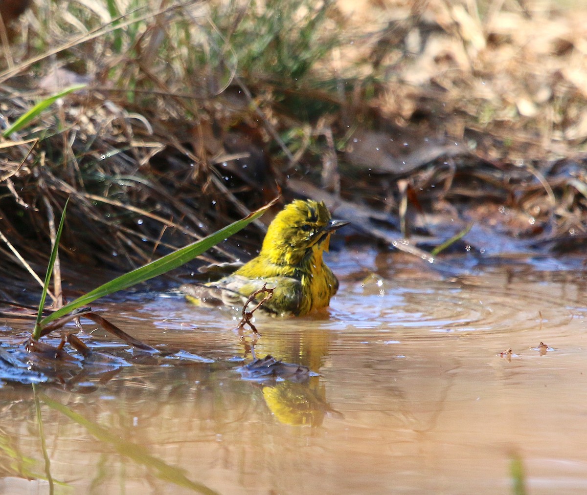Pine Warbler - ML212113351