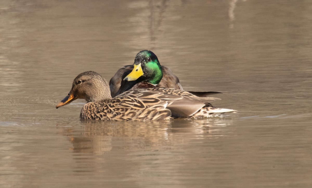 Mallard - Mike  Spillars