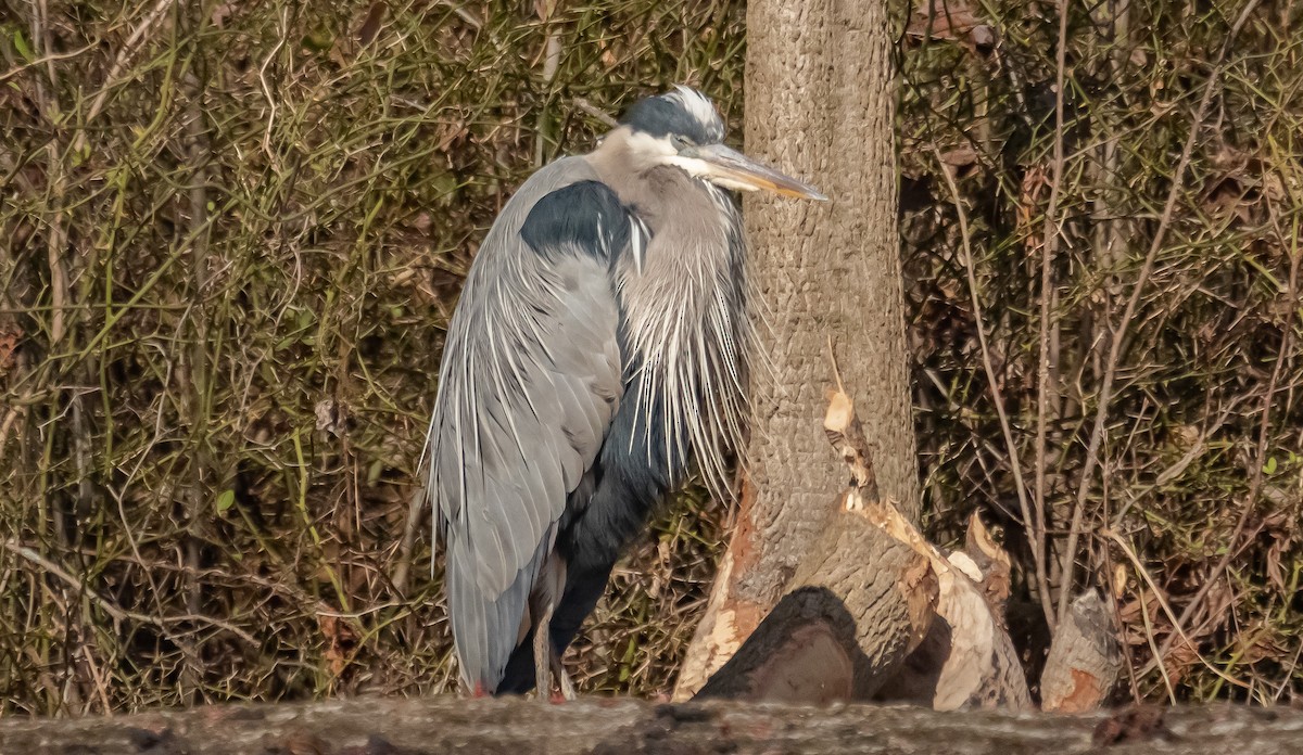 Great Blue Heron - ML212114651