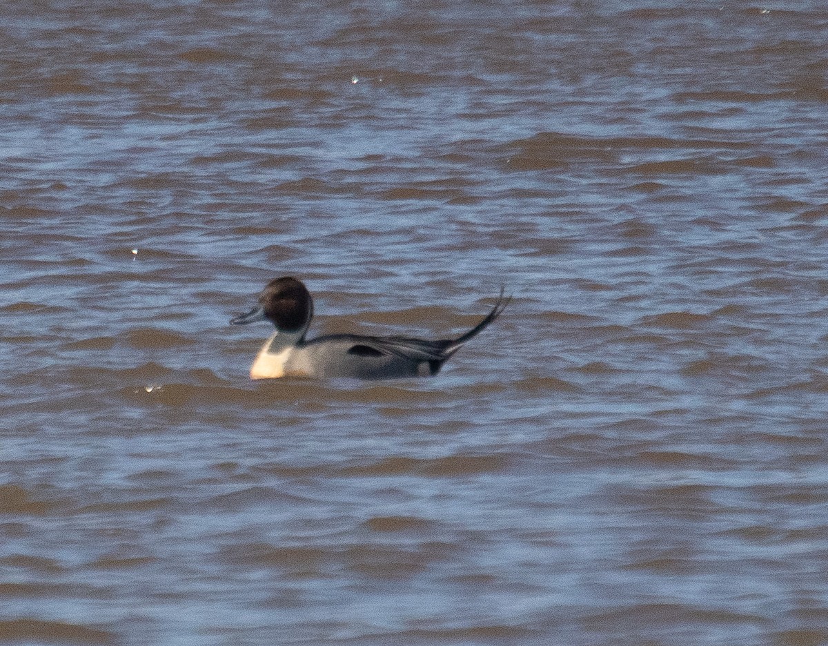 Northern Pintail - ML212115011