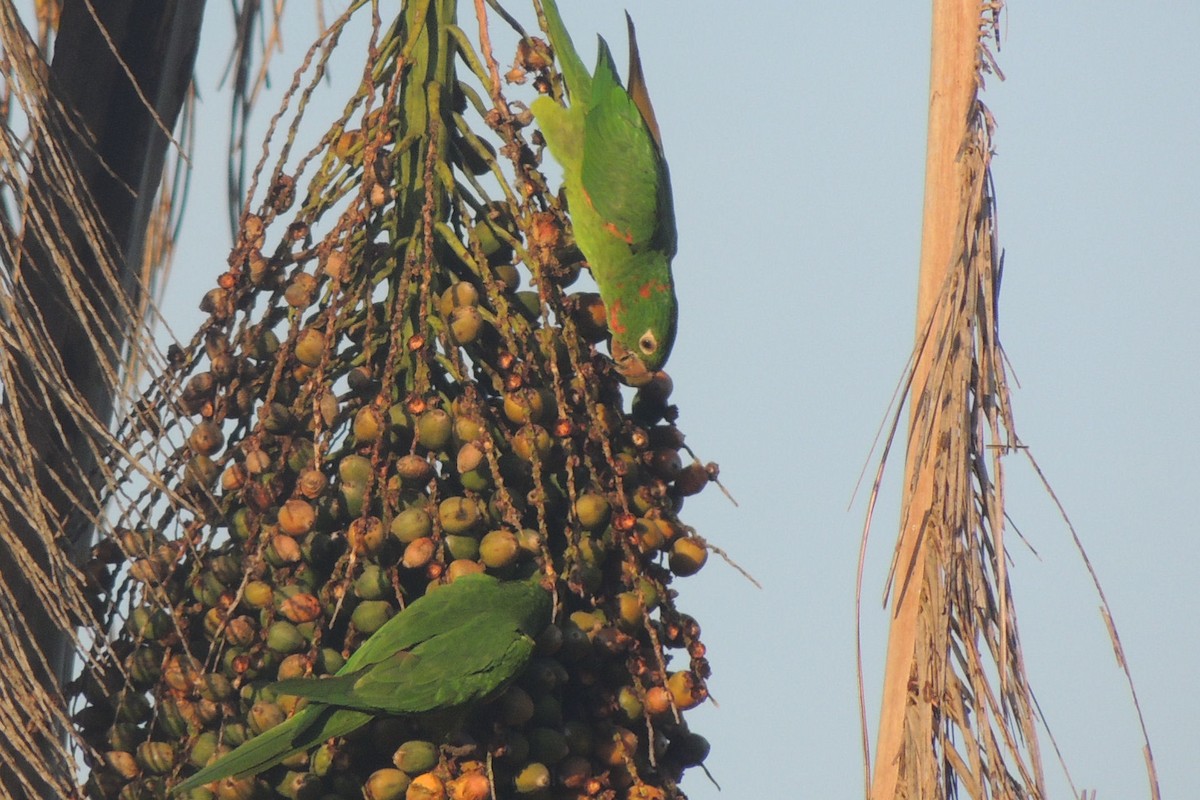 White-eyed Parakeet - ML21211581