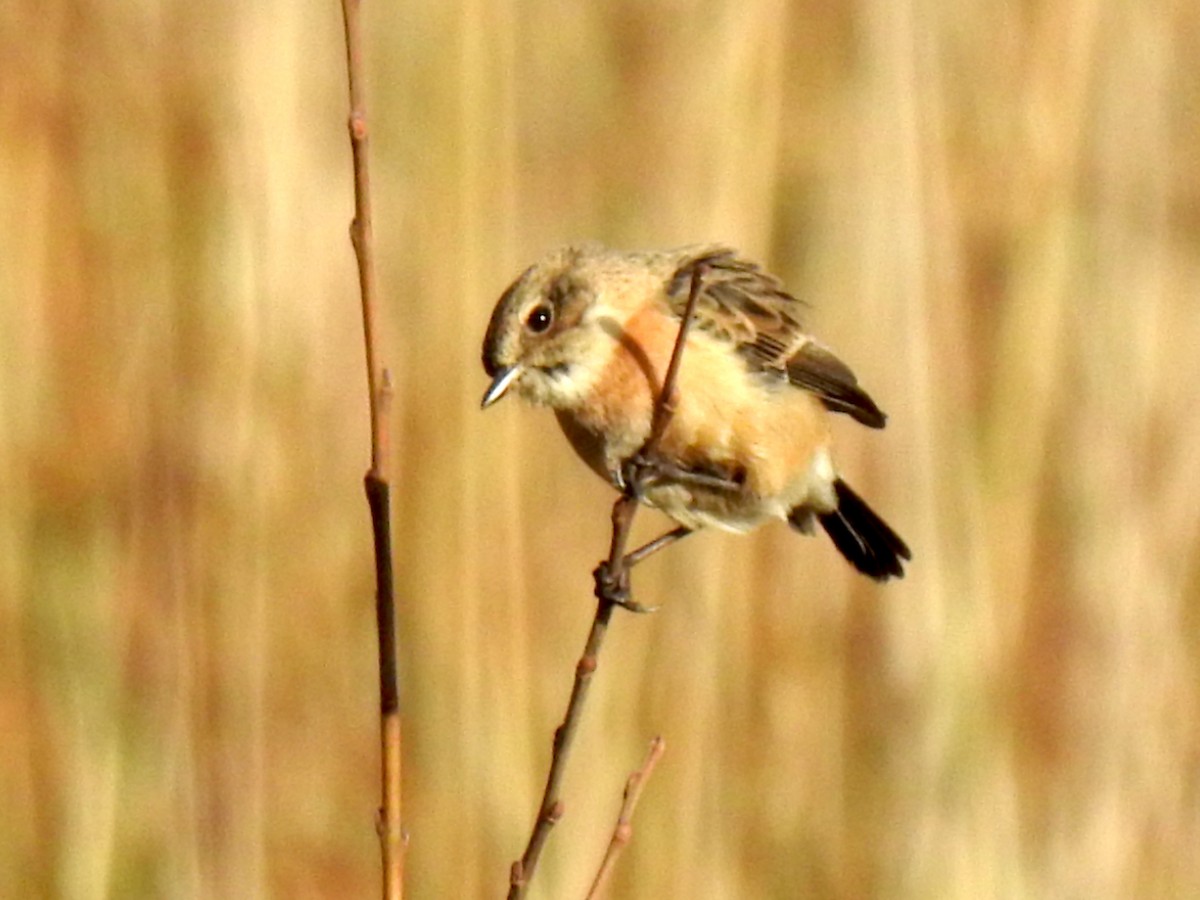 Siberian Stonechat (Siberian) - ML212115841