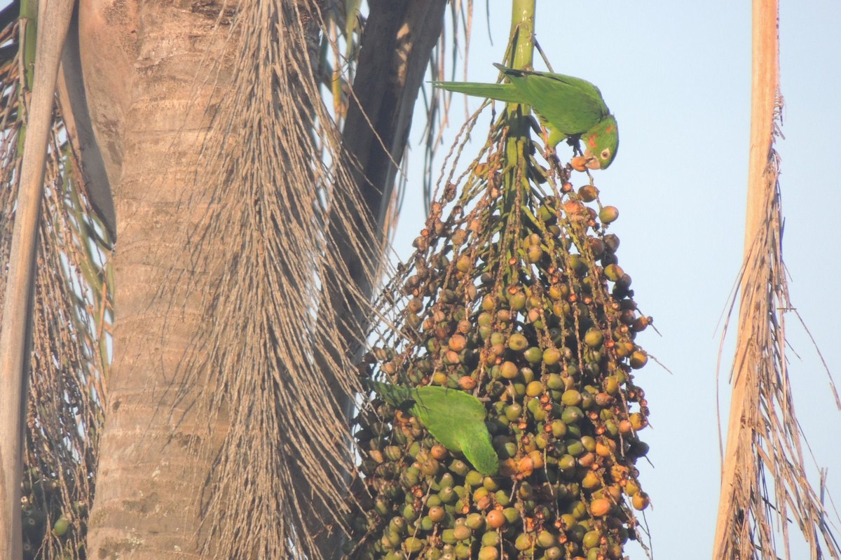 White-eyed Parakeet - ML21211591