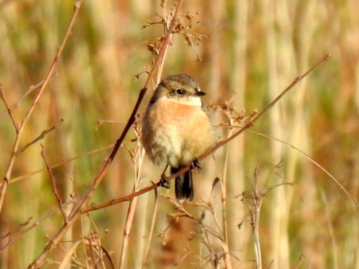 Siberian Stonechat (Siberian) - ML212115911