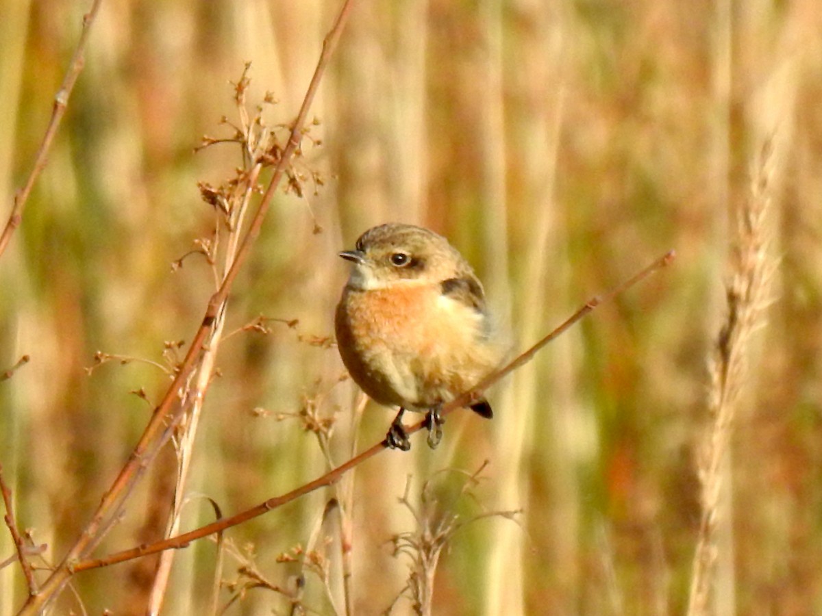 Siberian Stonechat (Siberian) - ML212116001