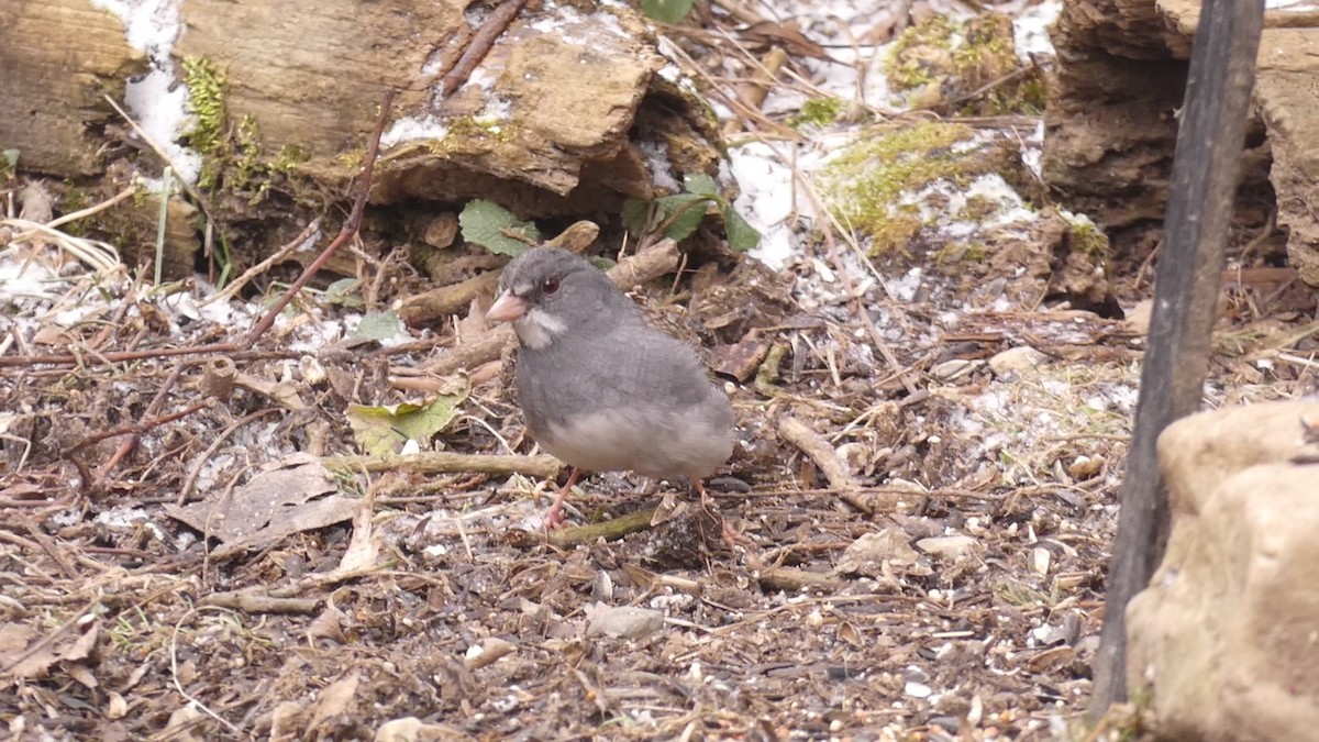 Dark-eyed Junco x White-throated Sparrow (hybrid) - ML212116731