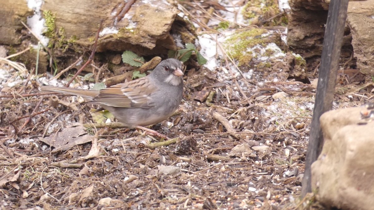 Dark-eyed Junco x White-throated Sparrow (hybrid) - ML212116741