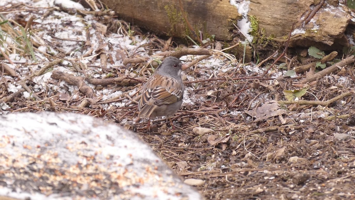 Dark-eyed Junco x White-throated Sparrow (hybrid) - ML212116761