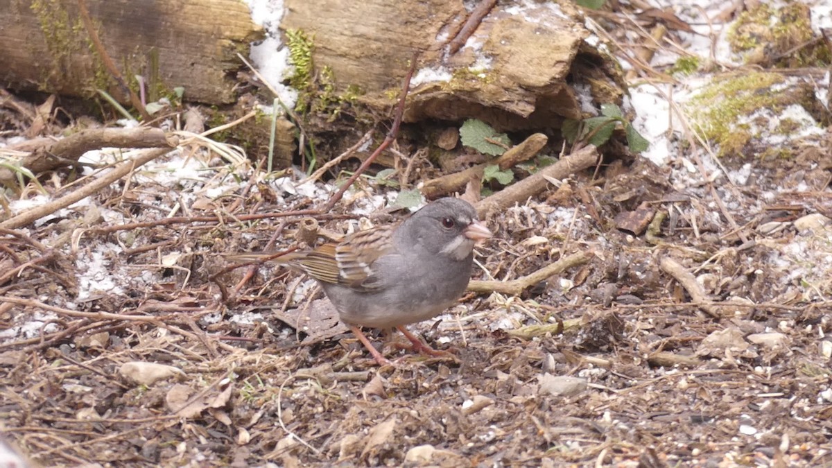 Dark-eyed Junco x White-throated Sparrow (hybrid) - ML212116771