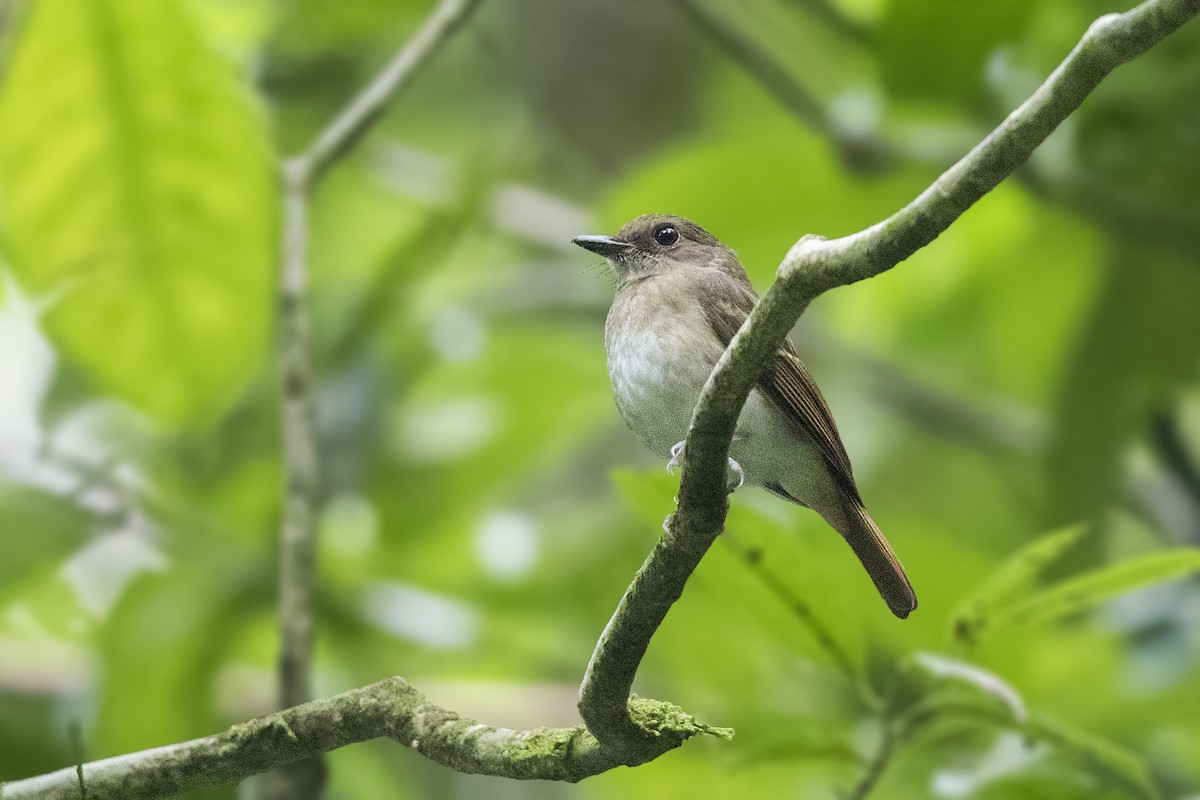 Negros Jungle Flycatcher - ML212118901