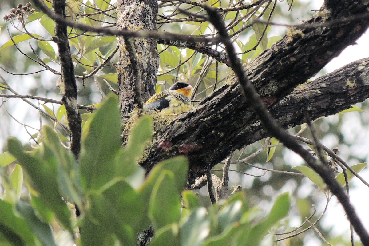 Swallow-tailed Cotinga - ML21211891