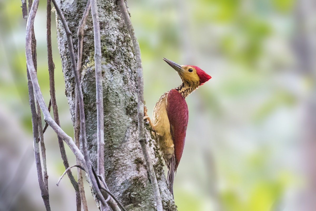 Yellow-faced Flameback - Bradley Hacker 🦜