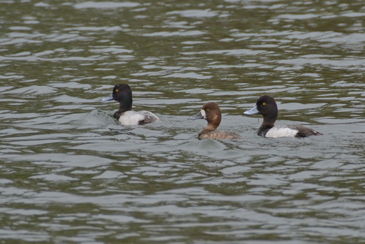 Greater Scaup - ML212119281