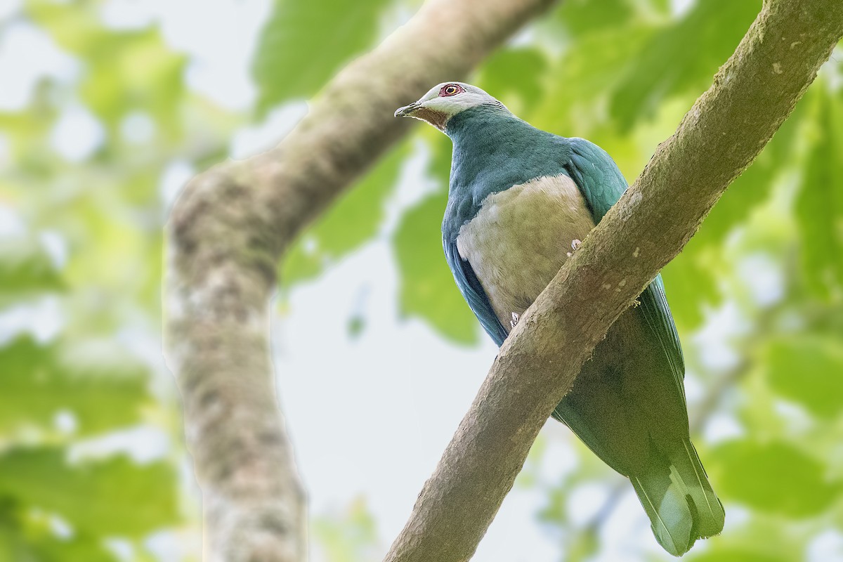 Pink-bellied Imperial-Pigeon - Bradley Hacker 🦜