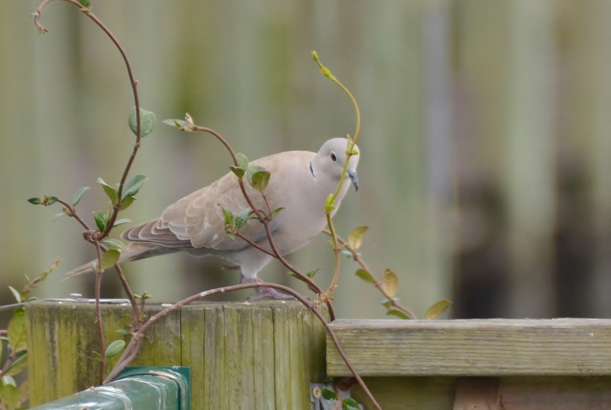 Eurasian Collared-Dove - ML212119391