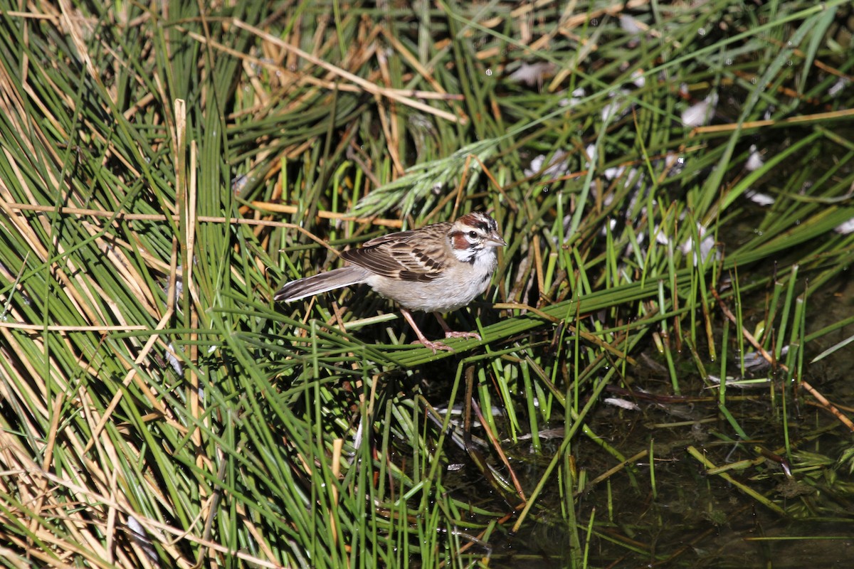 Lark Sparrow - ML212122451