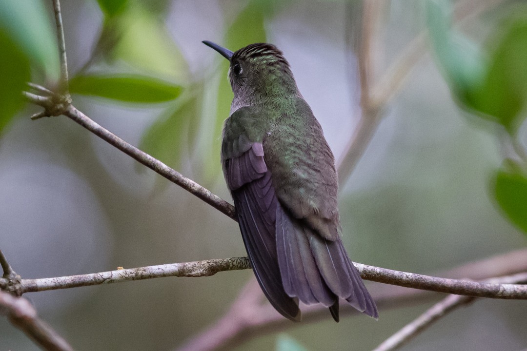 Sombre Hummingbird - ML212124641